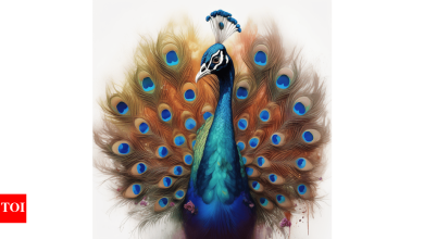 Zodiac signal and their dreams pets