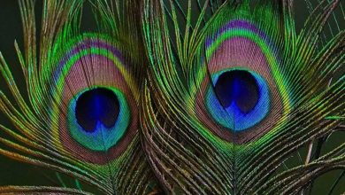 5 benefits of placing peacock feathers at home