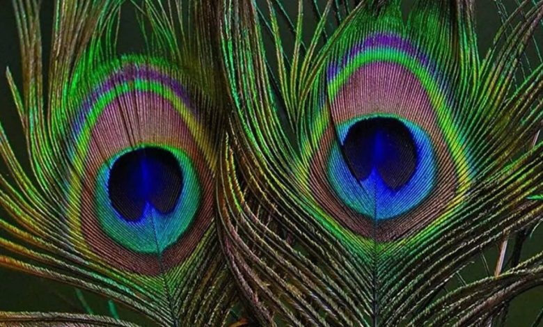 5 benefits of placing peacock feathers at home 5 benefits of placing peacock feathers at home