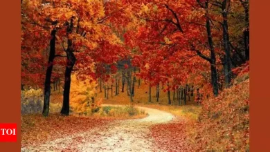 Your fall mood based on your tarot card of the season