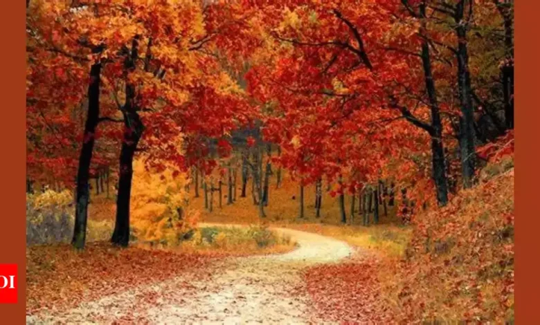Your fall mood based on your tarot card of the season Your fall mood based on your tarot card of the season