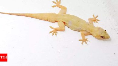 What does it mean when a lizard falls on you? Gauli Pathana Shastra explained.