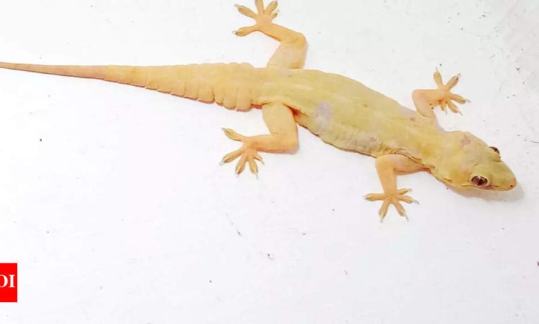 What does it mean when a lizard falls on you? Gauli Pathana Shastra explained. What does it mean when a lizard falls on you? Gauli Pathana Shastra explained.