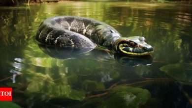 What does it mean if you look at Anaconda in your dreams? ,
