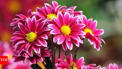 How to use spiritual flowers