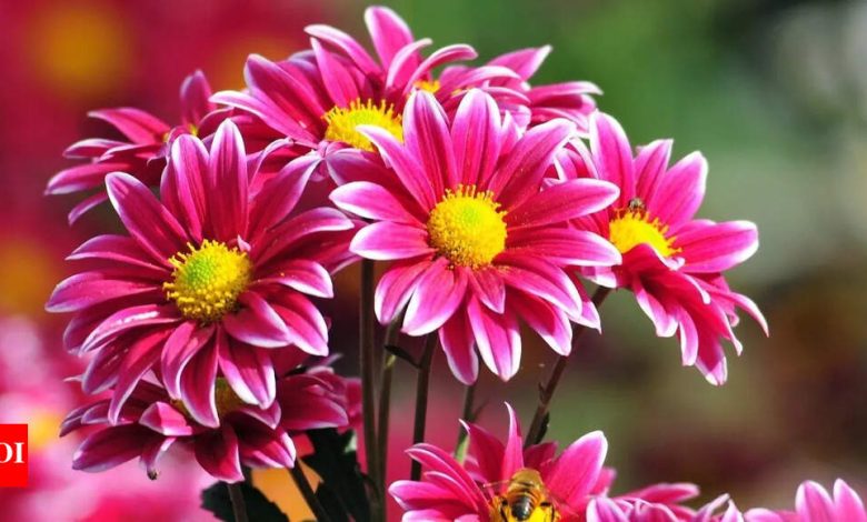 How to use spiritual flowers How to use spiritual flowers
