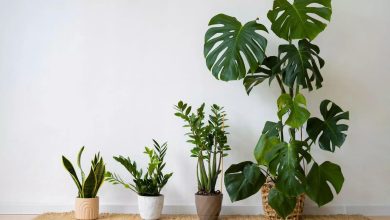 Plants that match your vibe, which are according to your zodiac sign