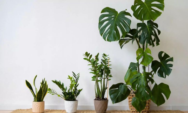 Plants that match your vibe, which are according to your zodiac sign Plants that match your vibe, which are according to your zodiac sign