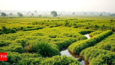 Vastu tips required to buy land: Make sure your dream investment is lucky.